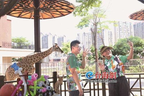 厦门爆料长颈鹿视频播放,视频曝光萌态瞬间，网友直呼可爱爆表！  第2张